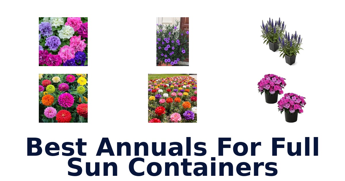 best annuals for full sun containers