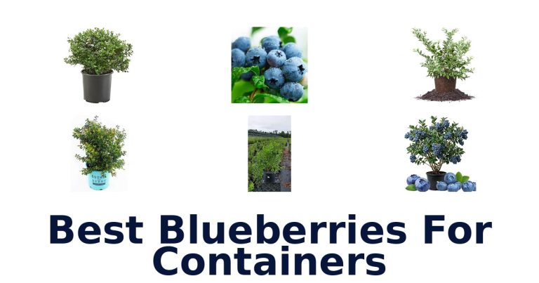 best blueberries for containers
