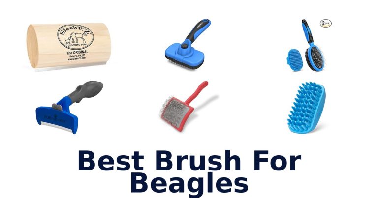 best brush for beagles