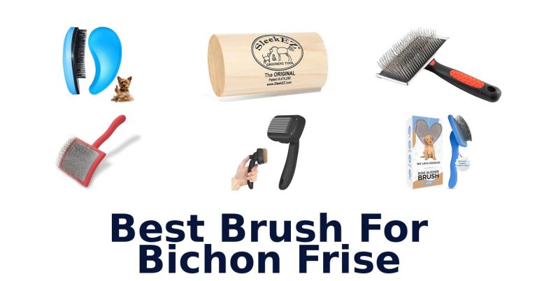 best brush for bichon frise