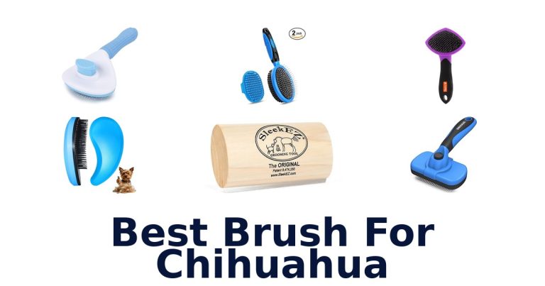best brush for chihuahua
