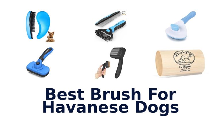 best brush for havanese dogs