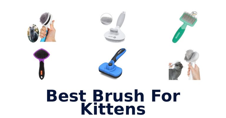 best brush for kittens