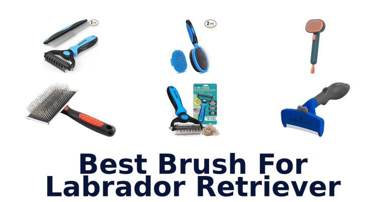 best brush for labrador retriever