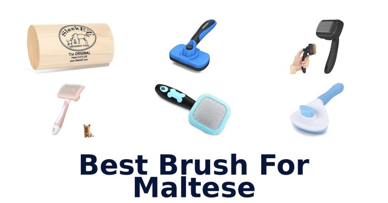 best brush for maltese
