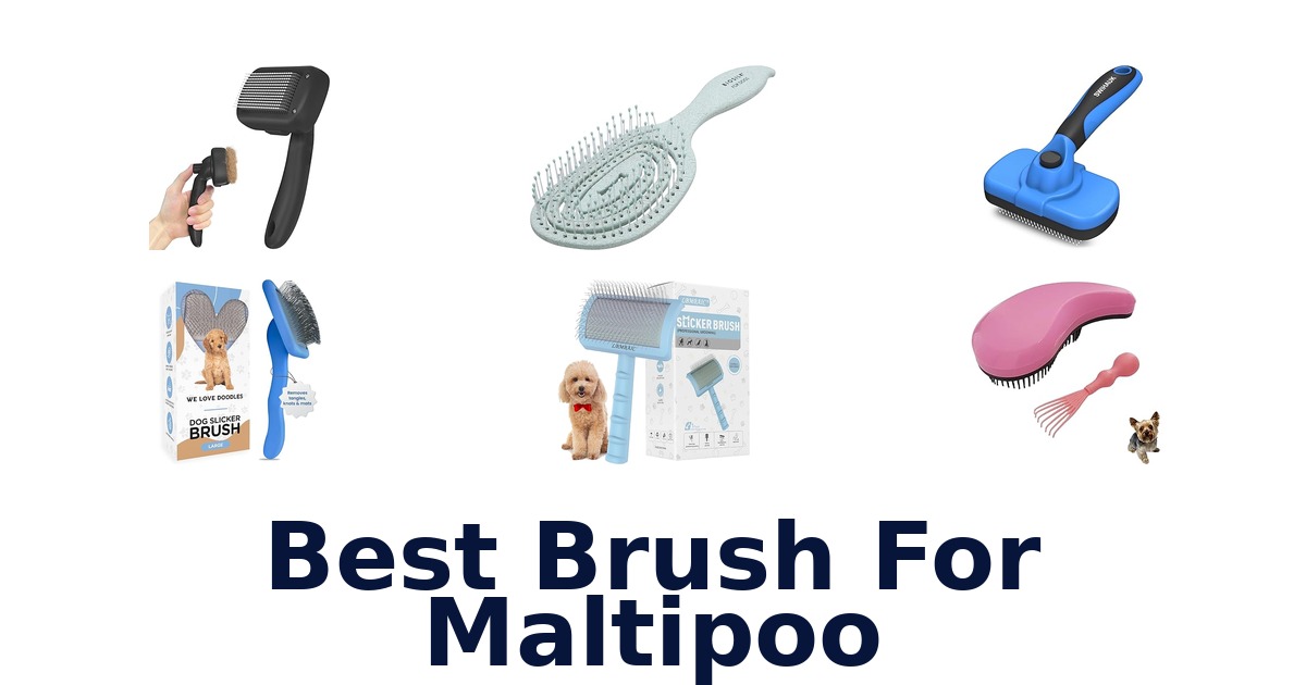 best brush for maltipoo