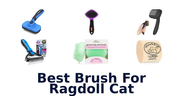 best brush for ragdoll cat