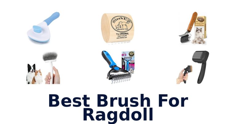 best brush for ragdoll