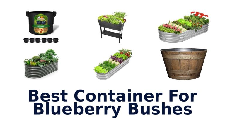 best container for blueberry bushes