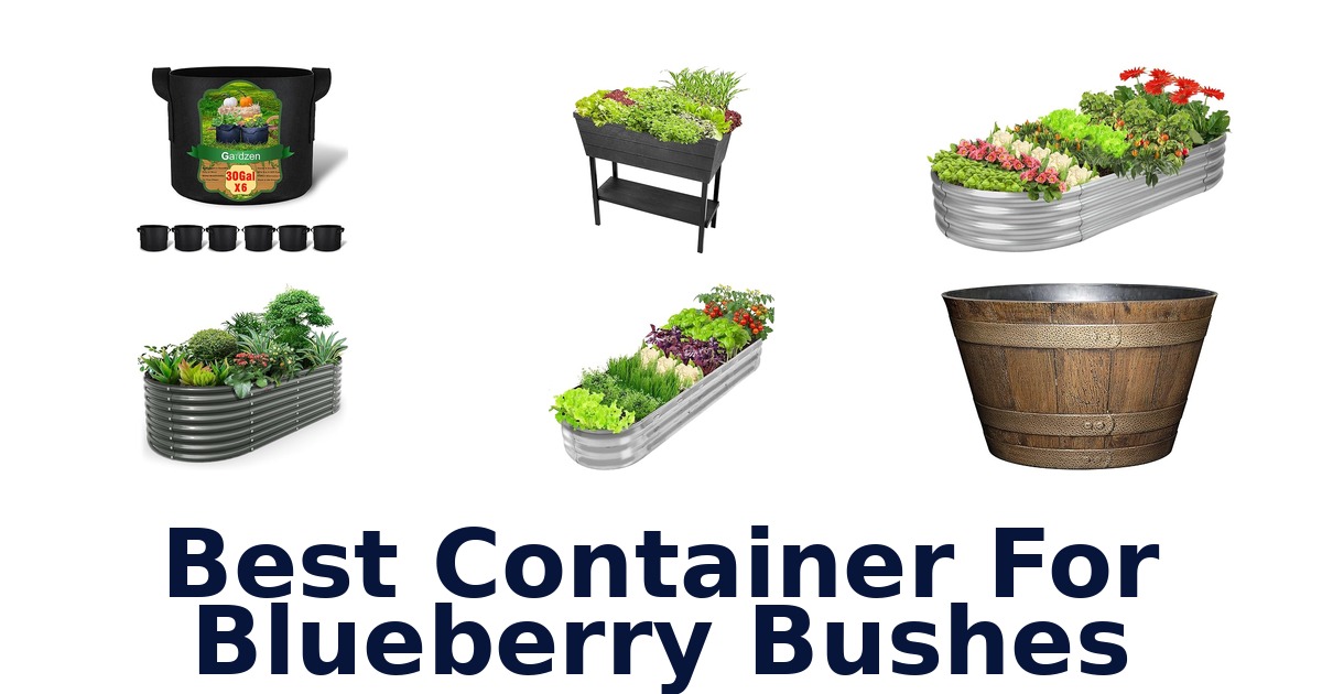 best container for blueberry bushes