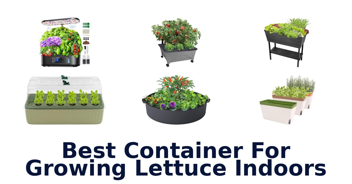 best container for growing lettuce indoors