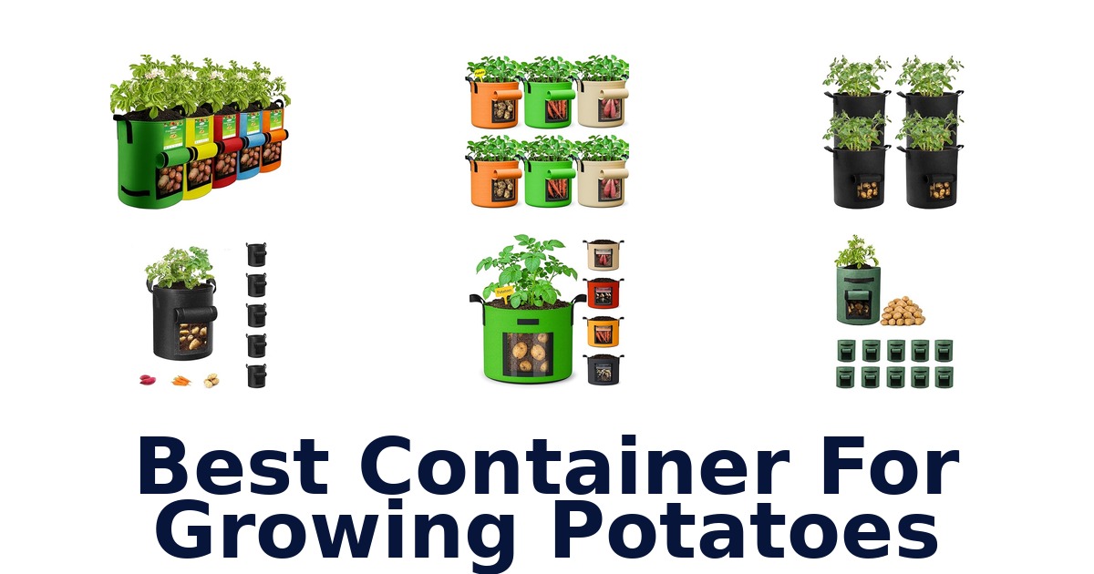best container for growing potatoes