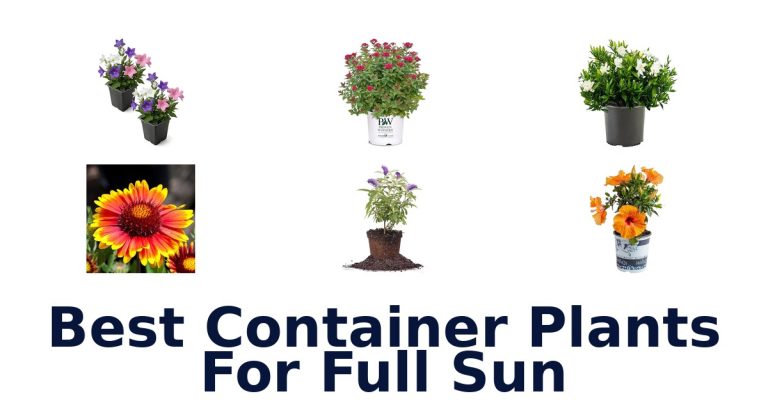 best container plants for full sun