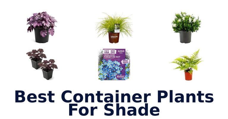 best container plants for shade