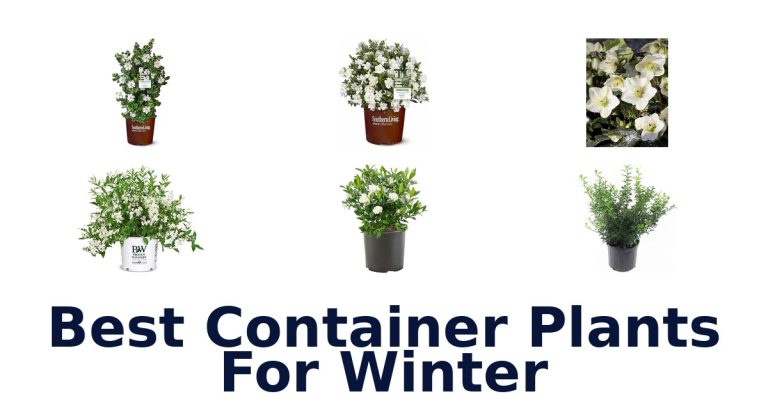 best container plants for winter