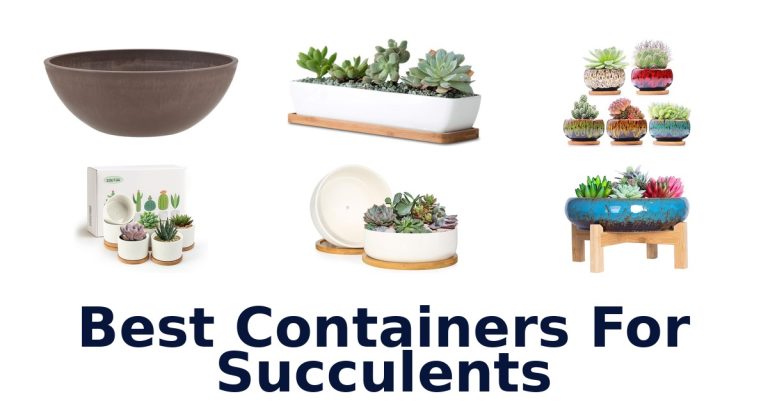 best containers for succulents