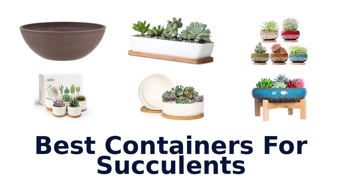 best containers for succulents