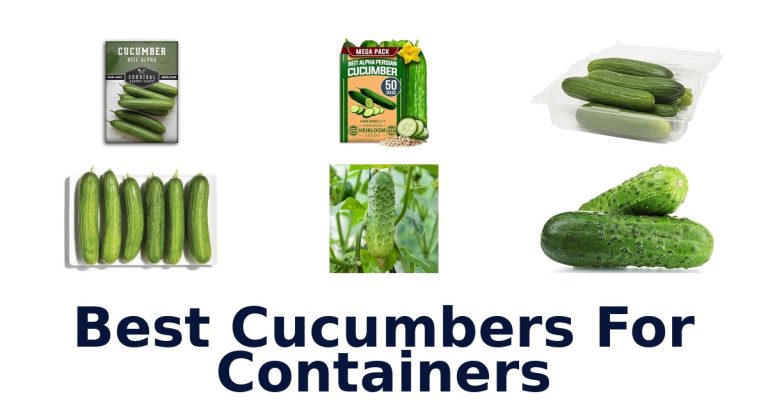 best cucumbers for containers