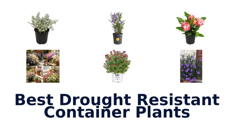 best drought resistant container plants