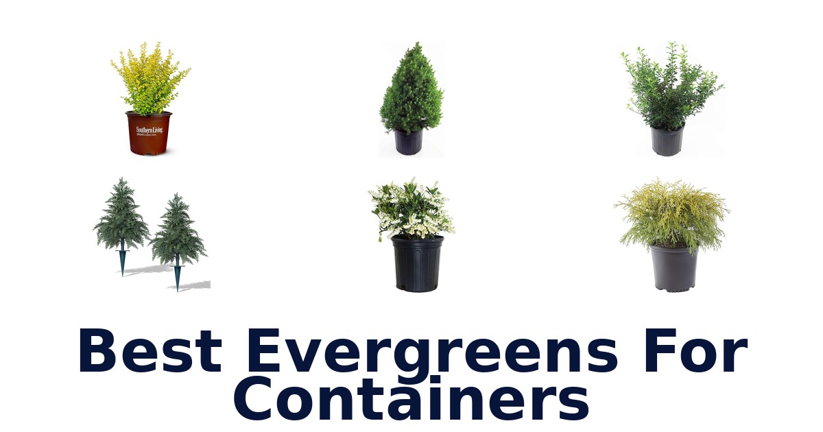 best evergreens for containers