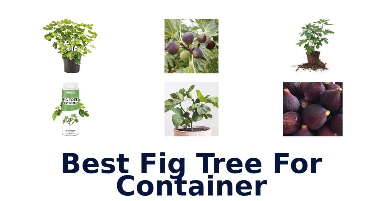 best fig tree for container