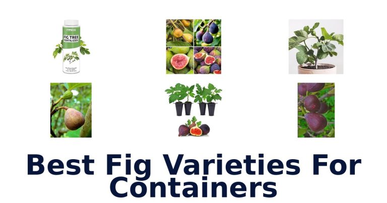 best fig varieties for containers