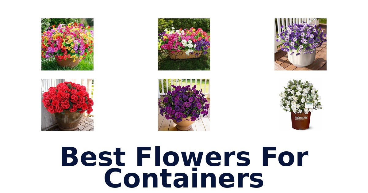 best flowers for containers
