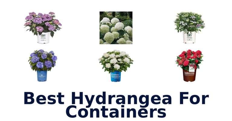 best hydrangea for containers