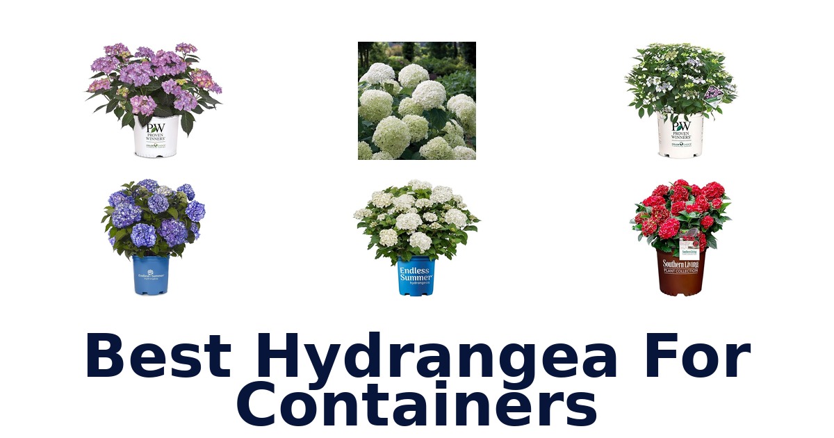 best hydrangea for containers