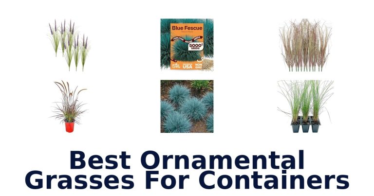 best ornamental grasses for containers