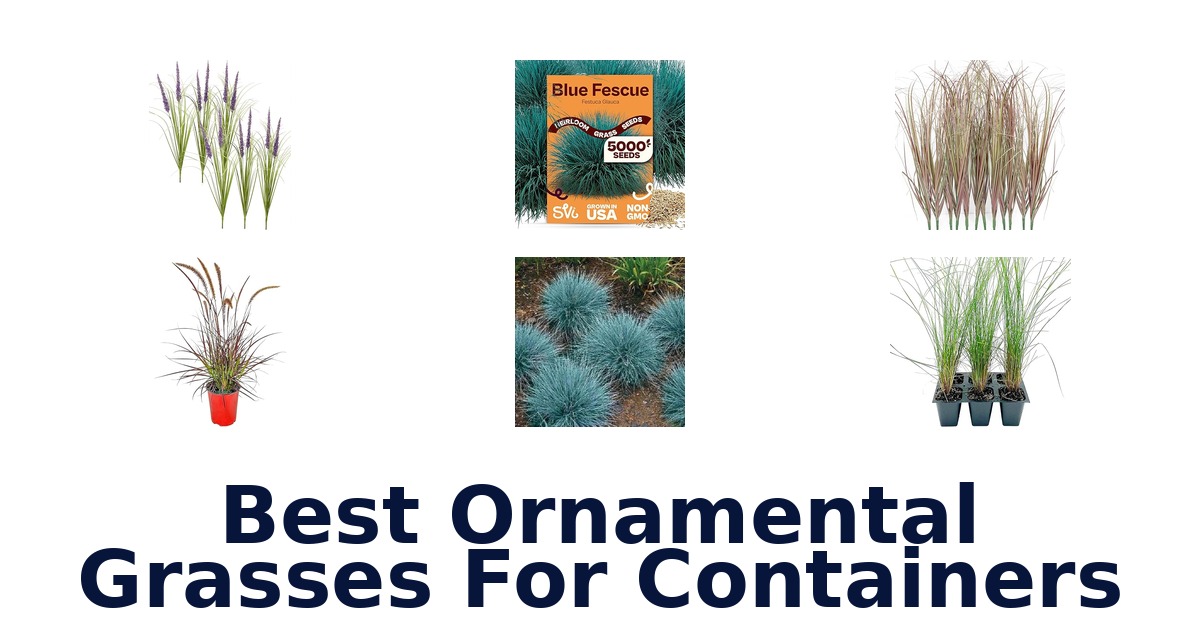best ornamental grasses for containers