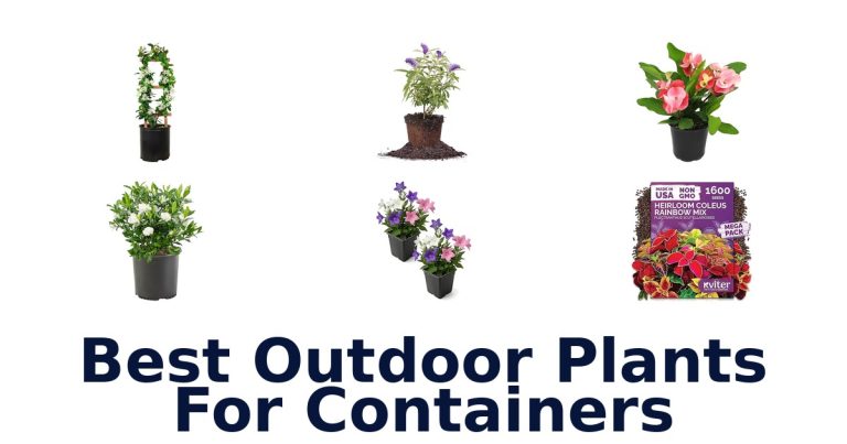 best outdoor plants for containers