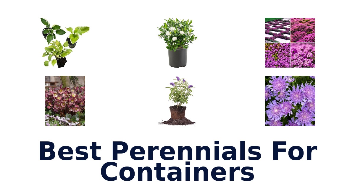 best perennials for containers