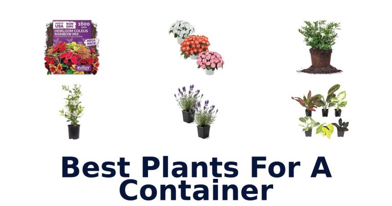 best plants for a container