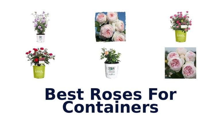 best roses for containers