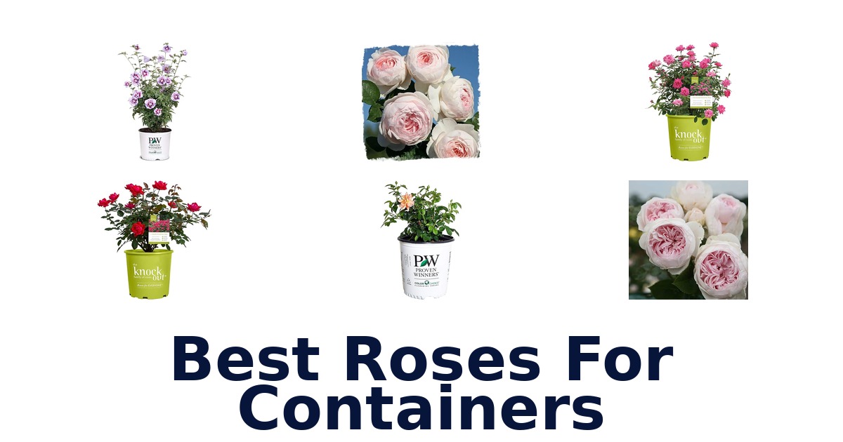 best roses for containers