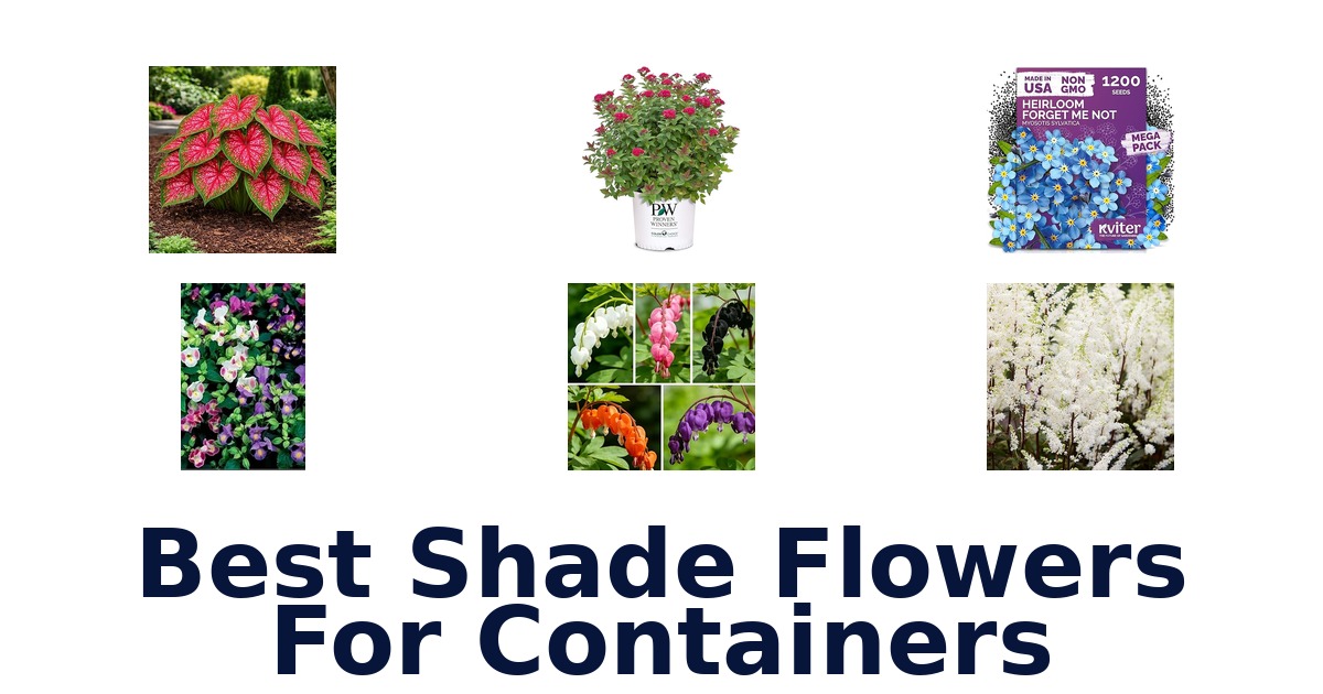 best shade flowers for containers