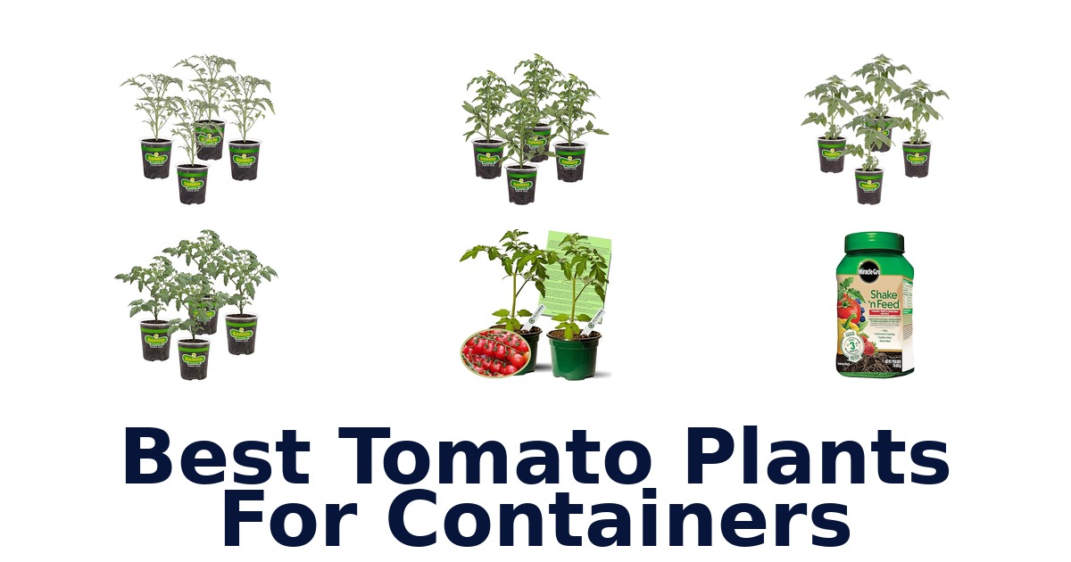 best tomato plants for containers