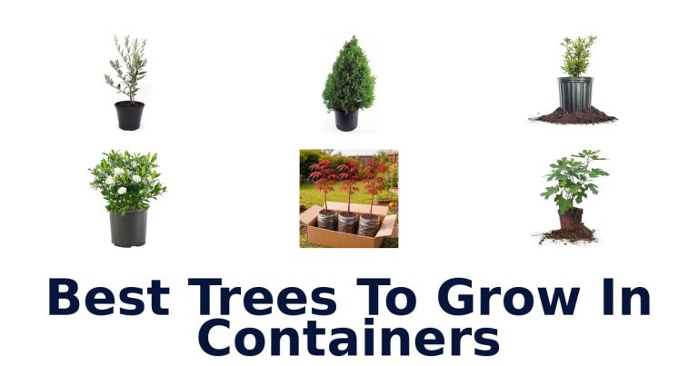 best trees to grow in containers
